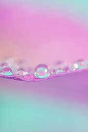 Ein Frühling in Pastelltönen! Kleine Wassertropfen ruhen auf einem Blatt von Marjolijn van den Berg