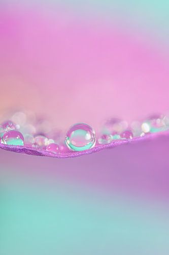 Ein Frühling in Pastelltönen! Kleine Wassertropfen ruhen auf einem Blatt von Marjolijn van den Berg