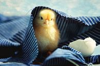 Little chick vers uit het ei van Tanja Riedel thumbnail
