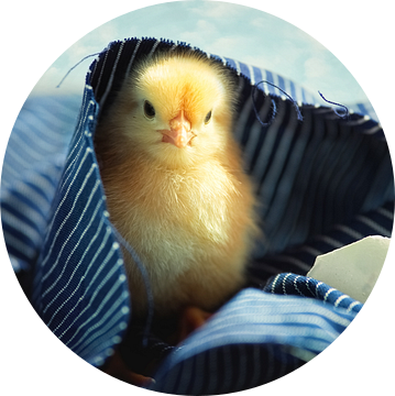 Little chick vers uit het ei van Tanja Riedel