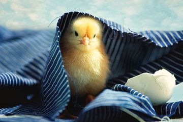 Little chick vers uit het ei van Tanja Riedel