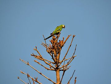 Poissons-perroquets à Curaçao sur Karel Frielink