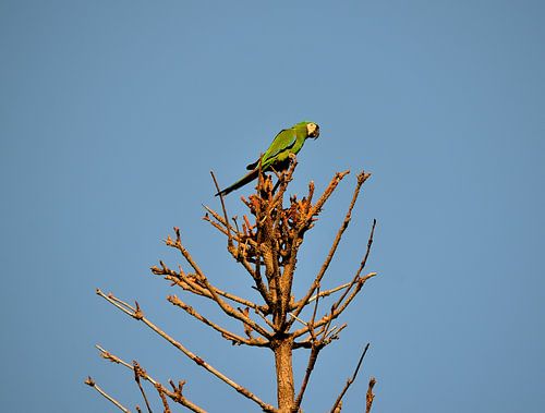 Papegaaiachtige in Curaçao