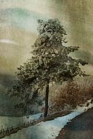 Lonely tree