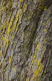 Structure Tronc d'arbre (écorce) sur Marcel Kerdijk