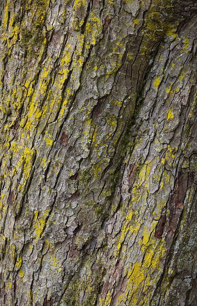 Structure Tree trunk (bark) by Marcel Kerdijk
