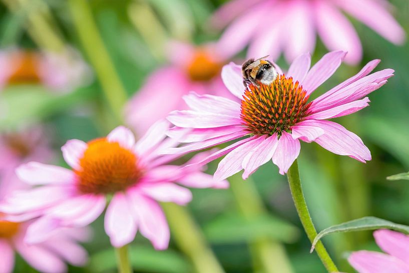 Bourdon sur une fleur par Corné Snijders