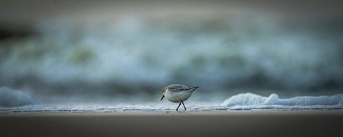Drieteenstrandloper op het strand