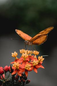 Butterfly sur Myrthe Vlasveld