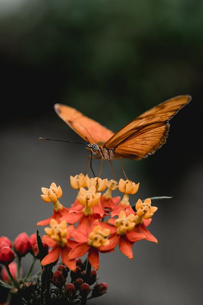 Vlinder van Myrthe Vlasveld