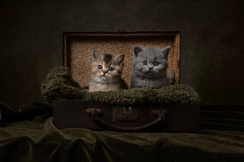 In the case by Elles Rijsdijk