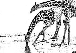 trinkende Giraffen
