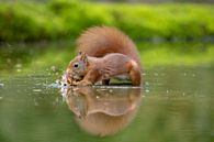 Eichhörnchen nimmt zur Kenntnis von Tanja van Beuningen Miniaturansicht