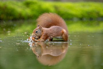 Squirrel takes note by Tanja van Beuningen