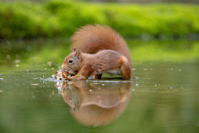 Eichhörnchen nimmt zur Kenntnis von Tanja van Beuningen