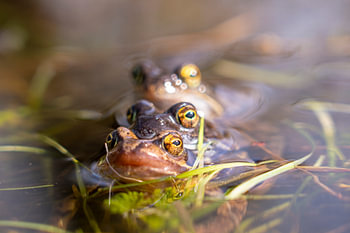 Drei sich paarende Frösche in einer Reihe im Wasser eines Sumpfes