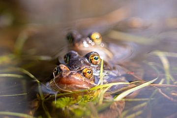 Three mating frogs in a row in the water of a swamp by John Ozguc