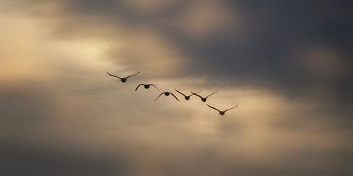 The second flight of the Valkyries