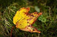 Fallen autumn leaves standing out beautifully against the green background