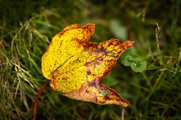 Feuilles d'automne tombées se détachant magnifiquement sur le fond vert sur SchumacherFotografie
