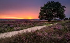 Zonsopkomst De Posbank