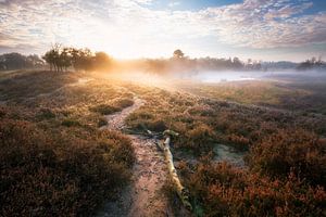 Brouillard matinal lueur