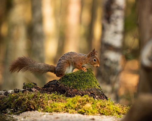 belle photo d'un écureuil