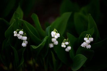 Muguet sur Thomas Jäger