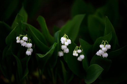 Lily of the valley