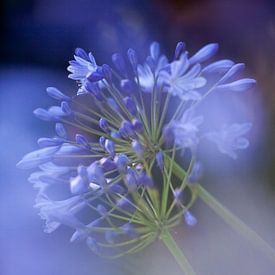 Agapanthus sur Ruud Laurens