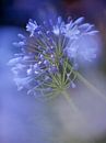 Agapanthus van Ruud Laurens thumbnail