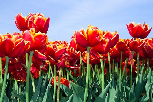 Dubbele tulpen vol in bloei