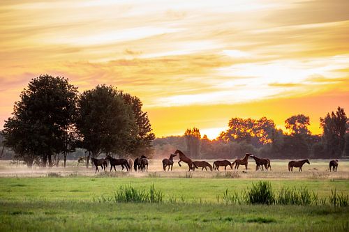 Young stallions playing at sunrise