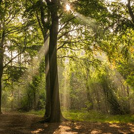 Douche de rayons de soleil sur Marianne van der Westen