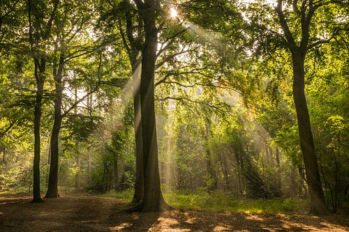 Dusche von Sonnenstrahlen