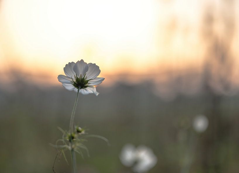 bloemen part 232 van Tania Perneel