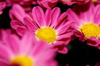 Bloemen