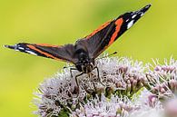 Close-up van een Atalanta vlinder van Fotografie Jeronimo thumbnail