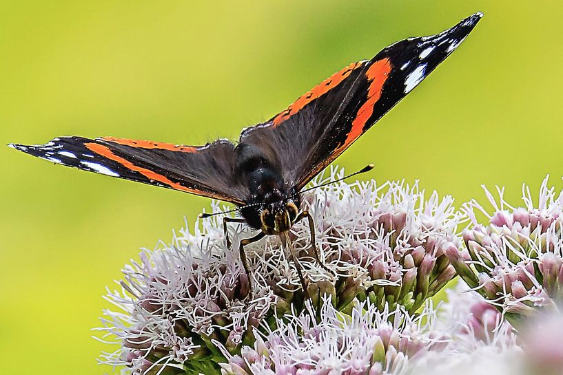 Close-up van een Atalanta vlinder van Fotografie Jeronimo