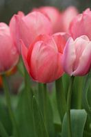 Quiet Pink | An image of tulips in the beautiful colour pink