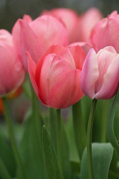 Quiet Pink | Ein Bild von Tulpen in der schönen Farbe Rosa von Wil Vervenne