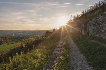 Evening light in the vineyards