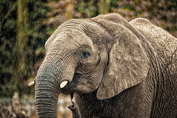 Elephant in the rain by Leonie Berden