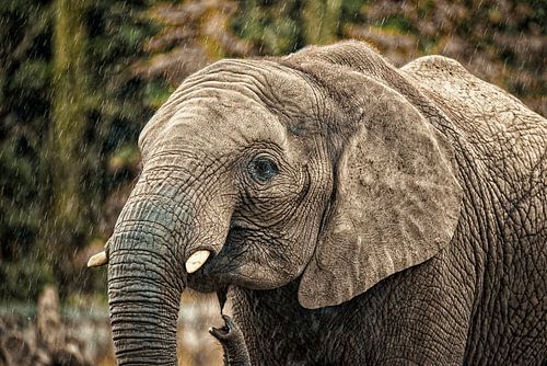 Elephant in the rain