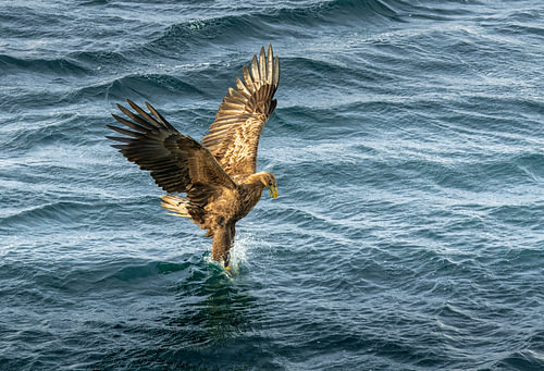 A white-tailed eagle catches a fish in Lofoten, Norway