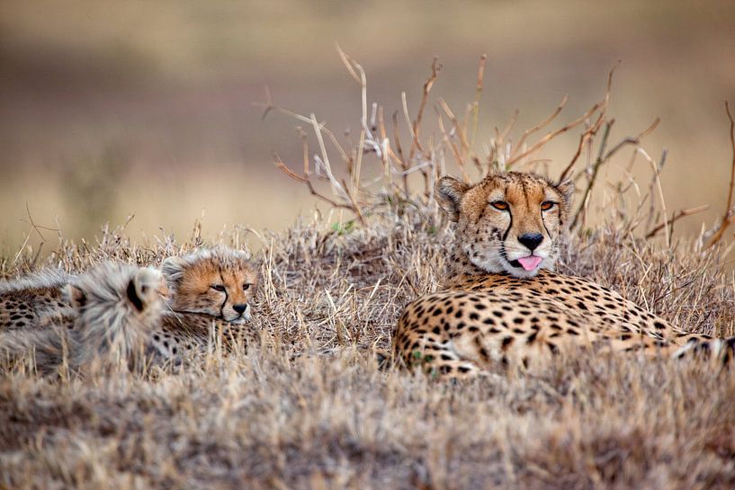 Cheetahs resting by Peter Michel