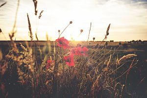 Untergehende Sonne zwischen Mohnblumen
