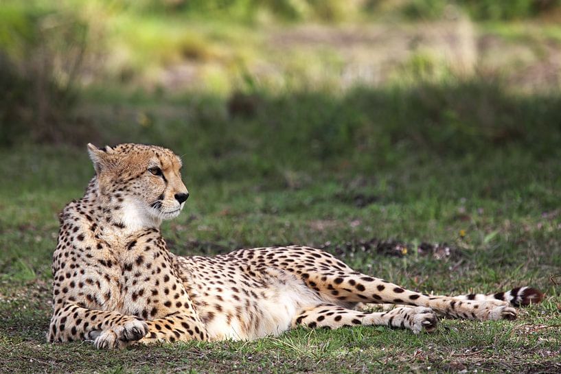 Gepard (Acinonyx jubatus von Dirk Rüter