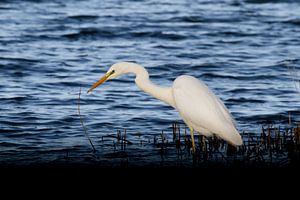Une grande aigrette en chasse