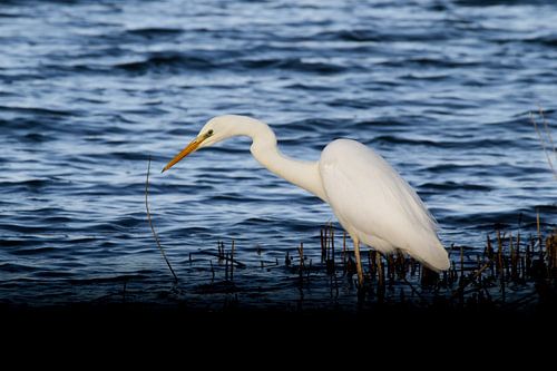 Grote zilverreiger op jacht